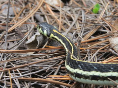 Thamnophis pulchrilatus