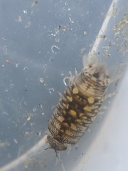 Cirolana harfordi