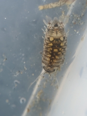Cirolana harfordi