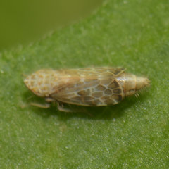 Latalus