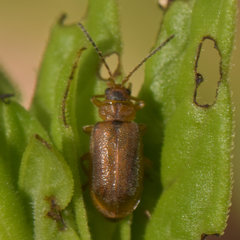 Galerucella pusilla