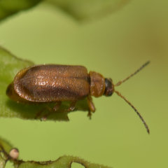 Galerucella pusilla