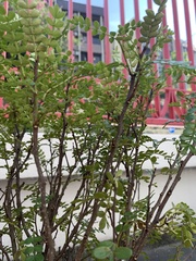 Zanthoxylum beecheyanum