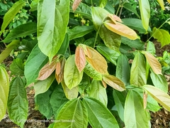 Angiospermae