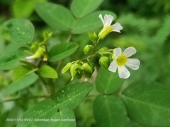 Oxalis barrelieri