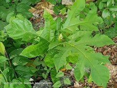 Artocarpus