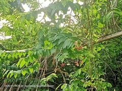 Combretum indicum