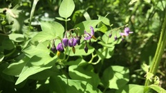 Solanum dulcamara