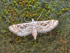 Parapoynx diminutalis