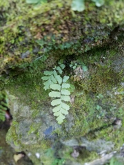 Asplenium × heteroresiliens