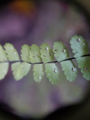 Asplenium × heteroresiliens
