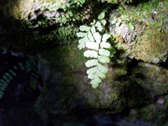 Asplenium × heteroresiliens
