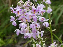 Spathoglottis pacifica