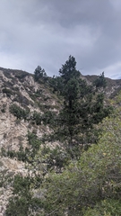 Pseudotsuga macrocarpa