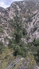 Pseudotsuga macrocarpa