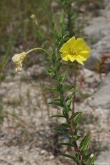 Oenothera jamesii