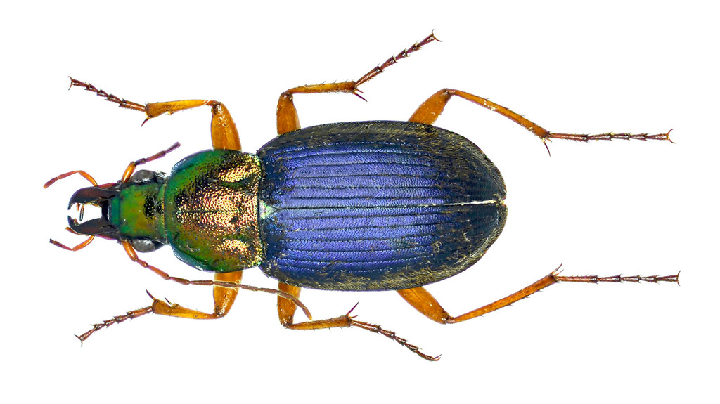 Emarginate Chlaenius