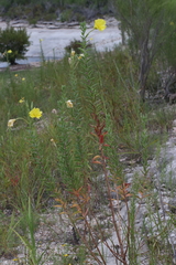 Oenothera jamesii