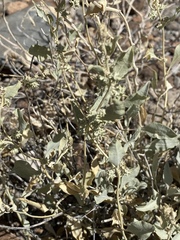 Atriplex acanthocarpa