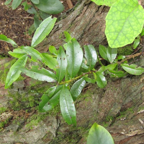 Metrosideros excelsa