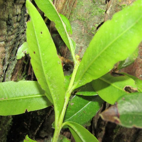 Metrosideros excelsa