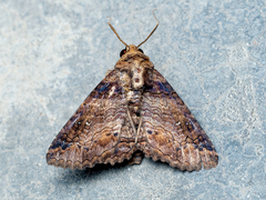 Pericyma cruegeri