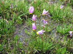 Primula tetrandra