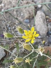 Mentzelia mexicana