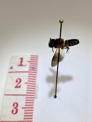Megachile umbripennis