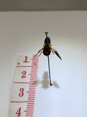 Megachile umbripennis