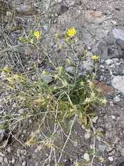 Mentzelia mexicana