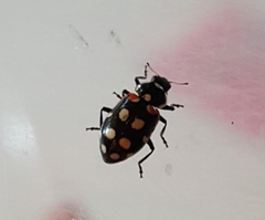 Eriopis punicola