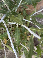 Mentzelia mexicana