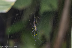 Nephila pilipes