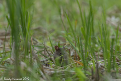 Rattus argentiventer