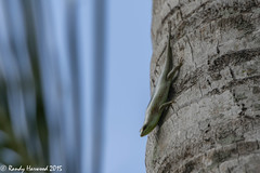 Dasia olivacea