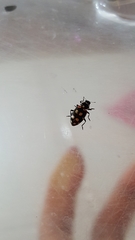 Eriopis punicola