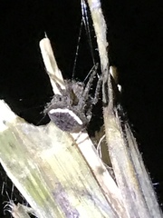 Araneus montereyensis