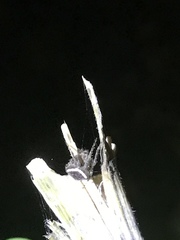Araneus montereyensis