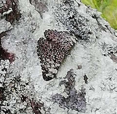 Hamadryas feronia