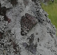 Hamadryas feronia