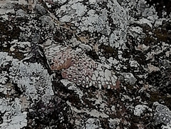 Hamadryas feronia