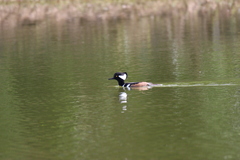 Lophodytes cucullatus