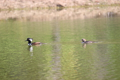 Lophodytes cucullatus