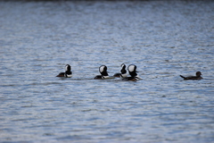 Lophodytes cucullatus