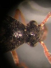 Callosobruchus maculatus