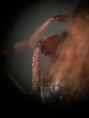 Callosobruchus maculatus