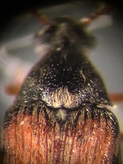 Callosobruchus maculatus