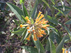 Cestrum thyrsoideum
