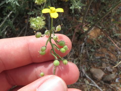 Physaria tenella